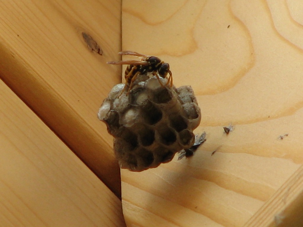 Wasp_nest,_Vespula_sp